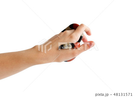 hand of a girl and Young Scarlet kingsnake Lampropeltis elapsoides. Nonpoisonous snake with a three 48131571