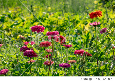 A field with pink flowers of cynia in a summer sunny day around a green background. 48132107