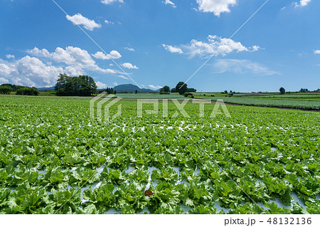 群馬県昭和村　高原レタス　（8月） 48132136