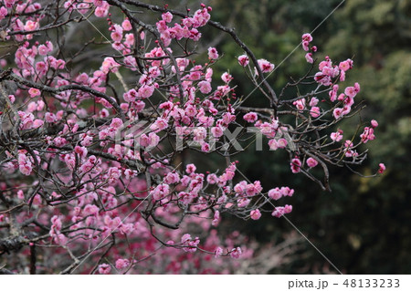 京都 長岡天満宮 梅林の梅 京都 長岡天満宮 梅林の梅 48133233
