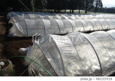 カボチャの苗床完了状態 48133419