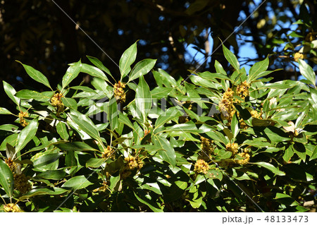 樹木：シロダモ　クスノキ科 48133473