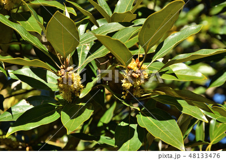 樹木：シロダモ　クスノキ科 48133476