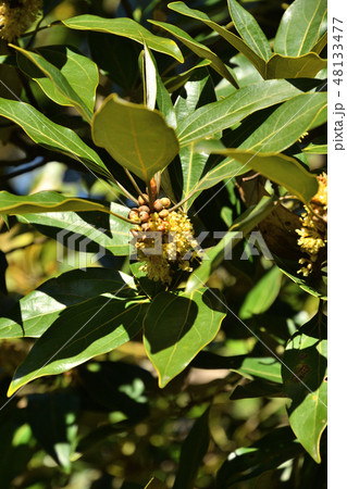 樹木：シロダモ　クスノキ科 48133477