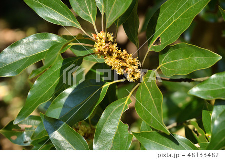 樹木：シロダモ　クスノキ科 48133482