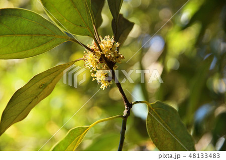 樹木:シロダモ クスノキ科 樹木:シロダモ クスノキ科 48133483