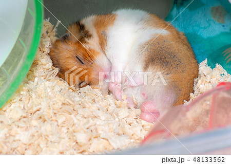 眠るゴールデンハムスター 48133562