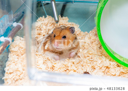 寝起きでキョロキョロするゴールデンハムスター 48133628