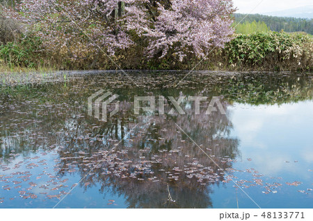 水面に映るサクラ 48133771