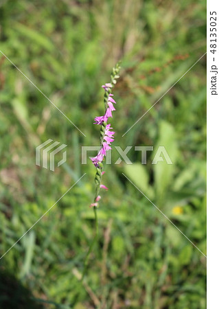 ねじ花 ねじ花 48135025