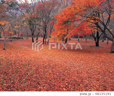 落葉 季節 紅葉 48135191