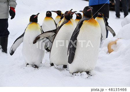 ペンギンの行進 48135466