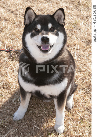 笑顔の柴犬 48135689