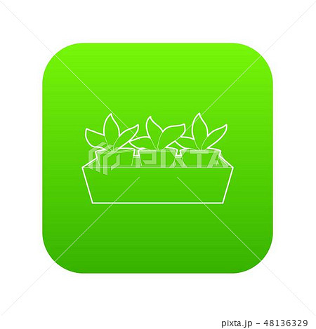 Young sprout seedlings in a flower box icon green vector Young sprout seedlings in a flower box icon green vector 48136329