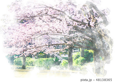満開の桜 水彩画風のイラスト素材 [48138365] - PIXTA