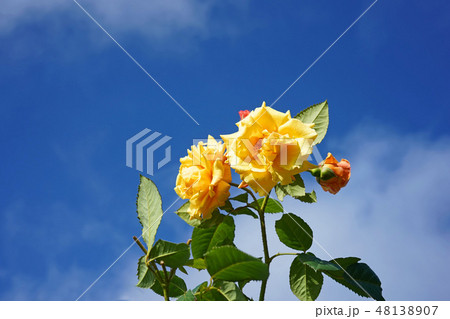 オレンジがかった黄色が美しいバラ 48138907