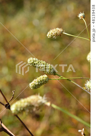 植物：ナガボノシロワレモコウ　バラ科 48139438