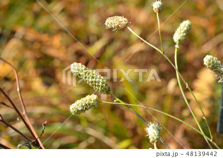 植物：ナガボノシロワレモコウ　バラ科 48139442