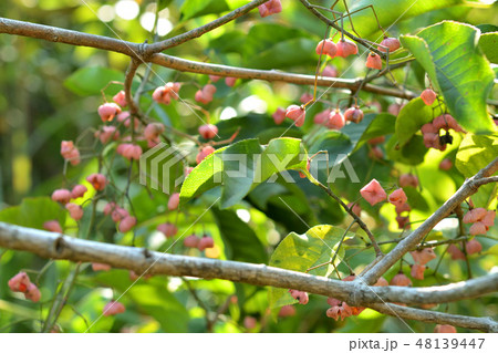 樹木：マユミ　ニシキギ科 48139447