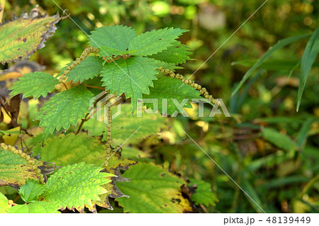 植物:メヤブマオ イラクサ科 植物:メヤブマオ イラクサ科 48139449