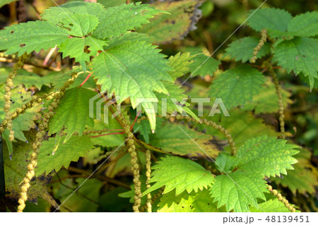 植物:メヤブマオ イラクサ科 植物:メヤブマオ イラクサ科 48139451