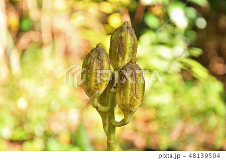 植物：ウバユリ　ユリ科 48139504