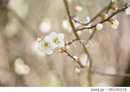 梅の花 梅 梅の花 梅 48140216