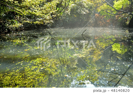 自然教育園・ひょうたん池 48140820