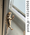 網戸を登るトカゲ 48140908