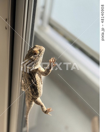 網戸を登るトカゲ 網戸を登るトカゲ 48140908