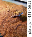 砂に埋まるトカゲ 48140911