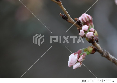 春はもうすぐ 48141113