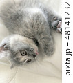 子猫 48141232