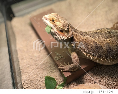 小松菜を食べるトカゲ 小松菜を食べるトカゲ 48141241