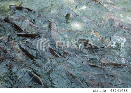 fish Pangasius group eating food 48141433
