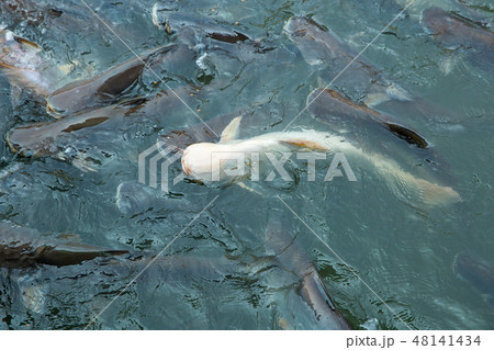 fish white Pangasius group eating food 48141434
