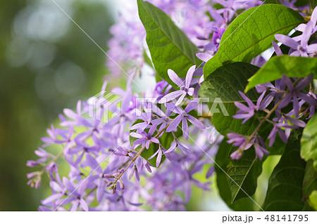 Purple Petrea racemosa flower Purple Petrea racemosa flower 48141795