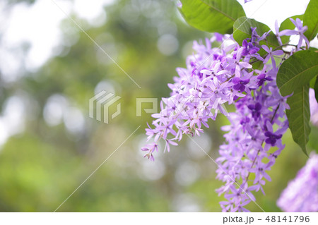 Purple Petrea racemosa flower 48141796