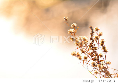 野花 野生の花 グラデーション 48142013