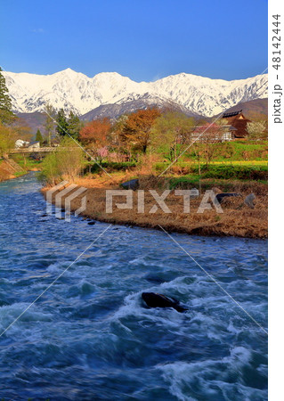 大出公園からの残雪の白馬三山 48142444