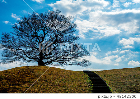 一本の大木 48142500