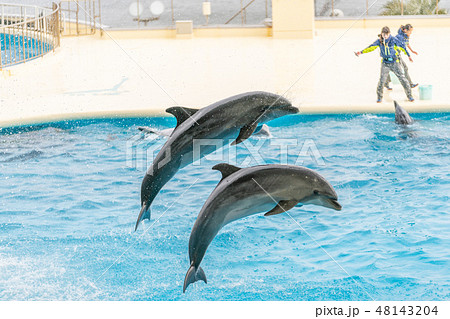 イルカショー イルカショー 48143204