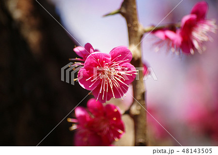 紅梅 紅梅 48143505