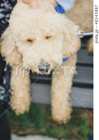 犬とおさんぽ　イメージ 48143887