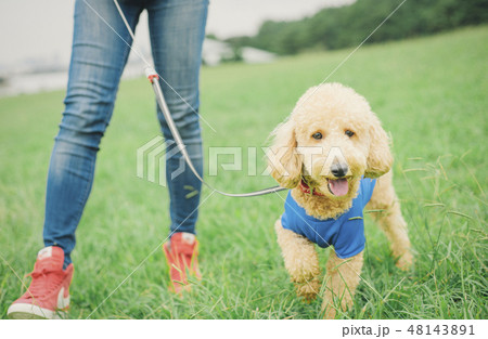 犬とおさんぽ　イメージ 48143891