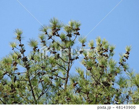 大王松の松ぼっくり(遠景) 大王松の松ぼっくり(遠景) 48143900