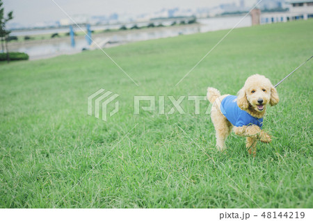 犬とおさんぽ イメージ 犬とおさんぽ イメージ 48144219