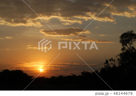 アフリカサバンナのダチョウ 48144679