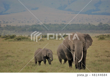 アフリカサバンナのダチョウ アフリカサバンナのダチョウ 48144684