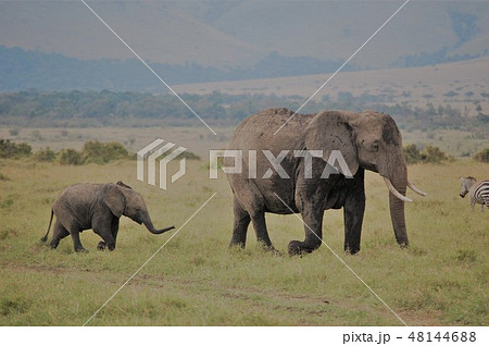 アフリカサバンナのダチョウ 48144688